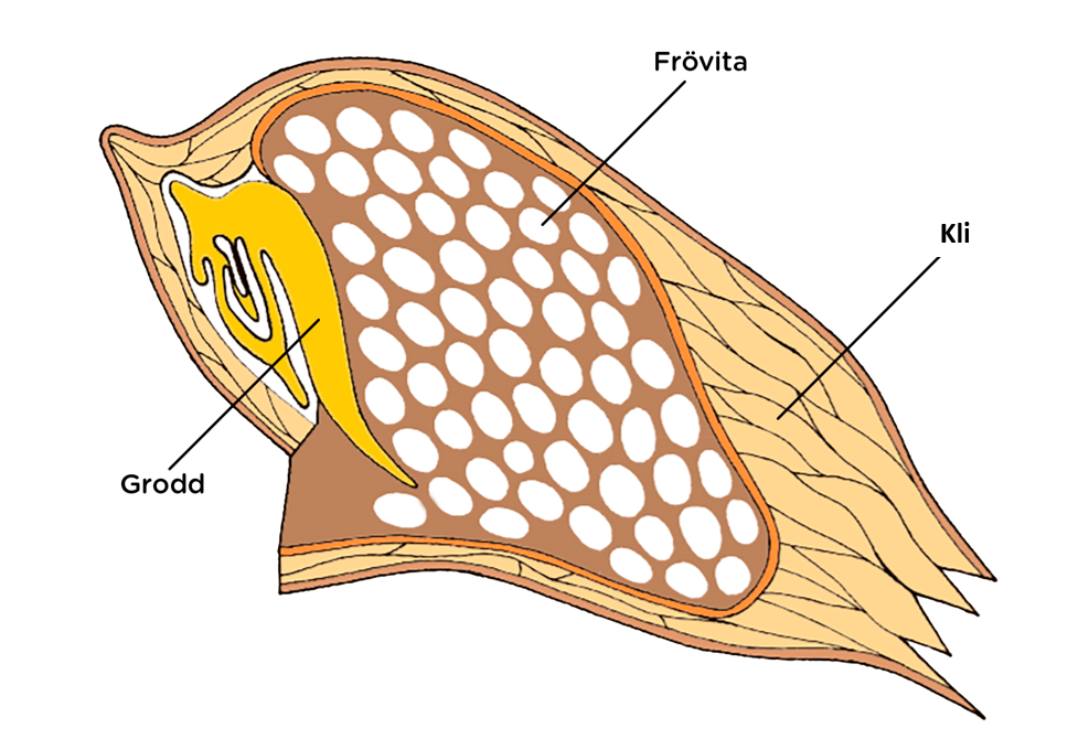 fullkornets-beståndsdelar